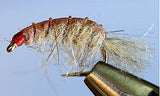 Molting Scuds