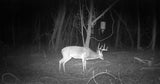 Infrared Night Vision Scope 4.5X with Low Light CMOS