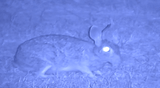 NVx7 Digital Night Sight