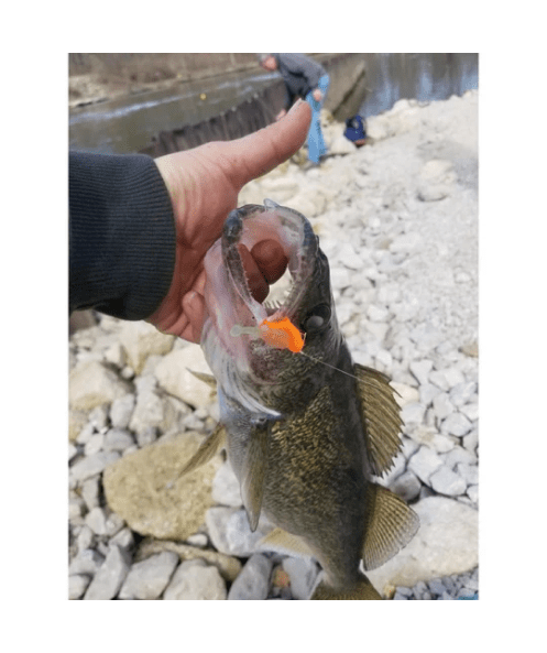 The Tadler