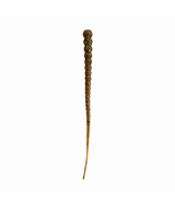 Whip Worm